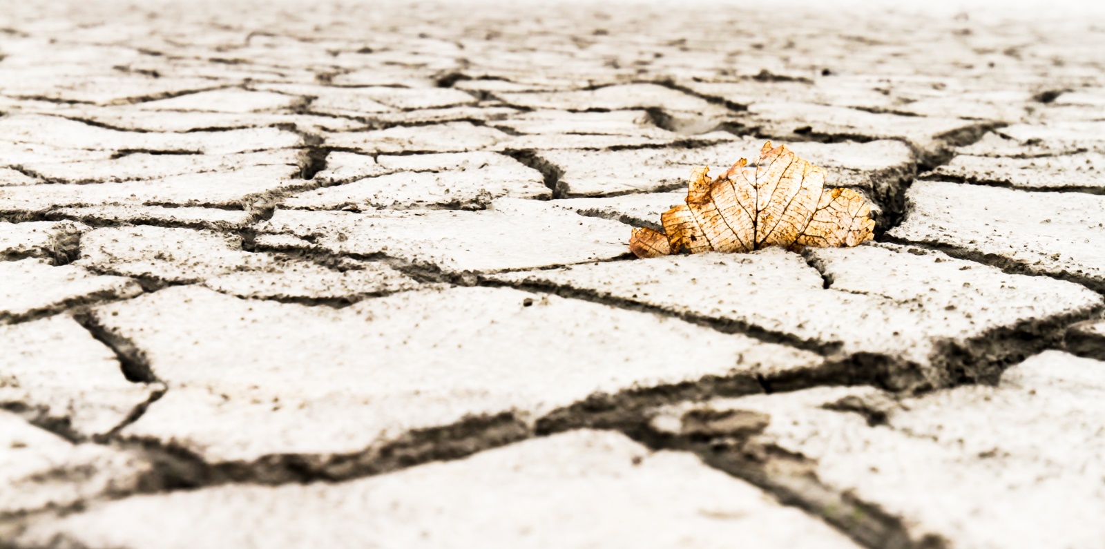 von Sieglinde Senser